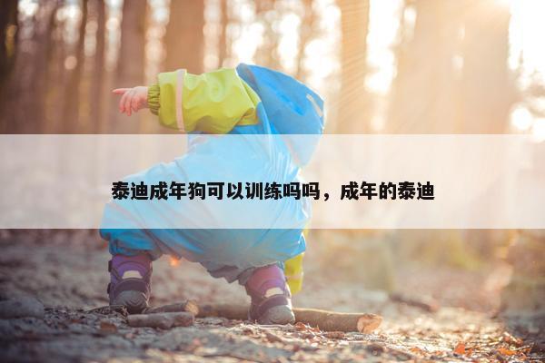 泰迪成年狗可以训练吗吗，成年的泰迪