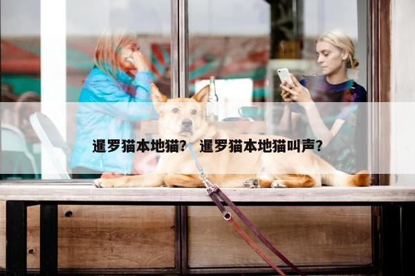 暹罗猫本地猫？ 暹罗猫本地猫叫声？