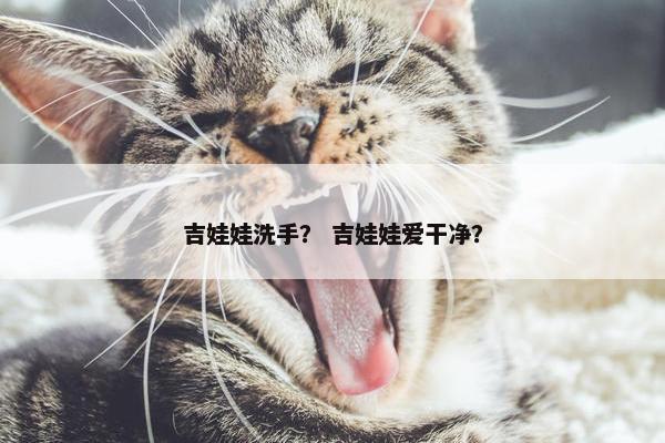 吉娃娃洗手？ 吉娃娃爱干净？