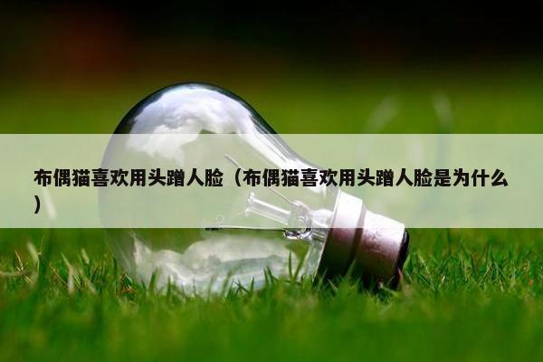 布偶猫喜欢用头蹭人脸（布偶猫喜欢用头蹭人脸是为什么）