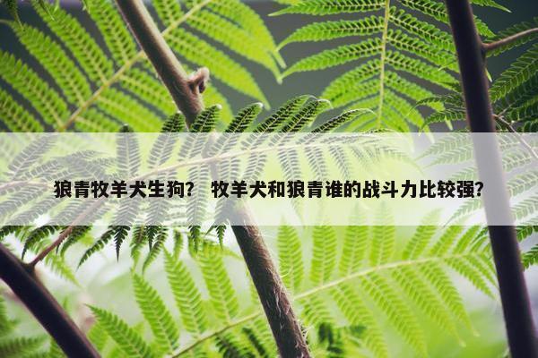 狼青牧羊犬生狗？ 牧羊犬和狼青谁的战斗力比较强？