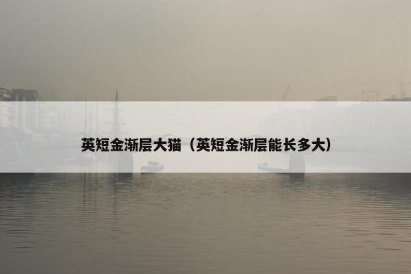 英短金渐层大猫（英短金渐层能长多大）