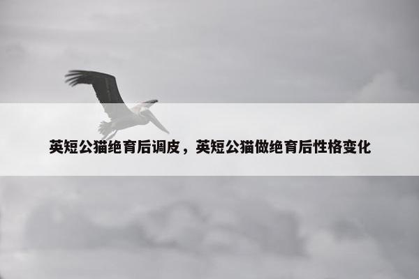 英短公猫绝育后调皮，英短公猫做绝育后性格变化