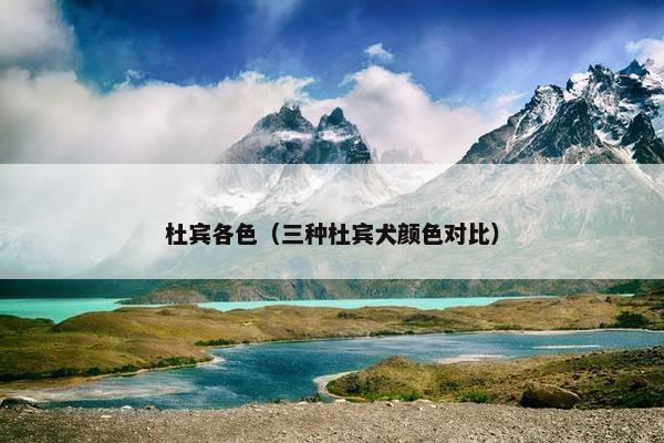 杜宾各色（三种杜宾犬颜色对比）