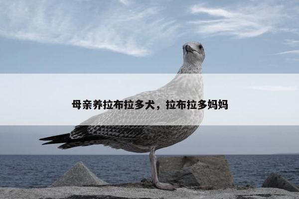 母亲养拉布拉多犬，拉布拉多妈妈