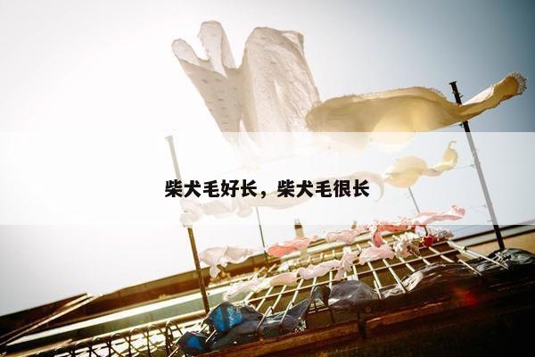 柴犬毛好长，柴犬毛很长