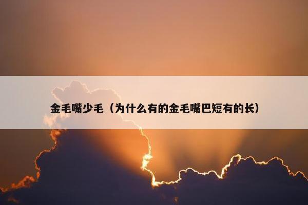 金毛嘴少毛（为什么有的金毛嘴巴短有的长）