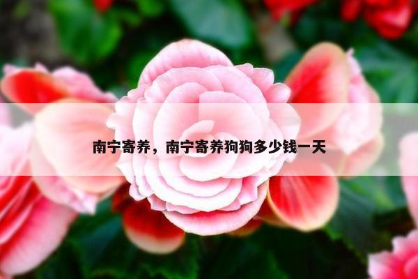 南宁寄养，南宁寄养狗狗多少钱一天
