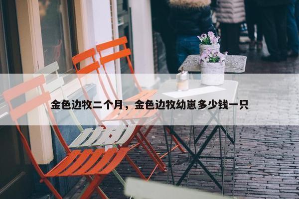 金色边牧二个月，金色边牧幼崽多少钱一只