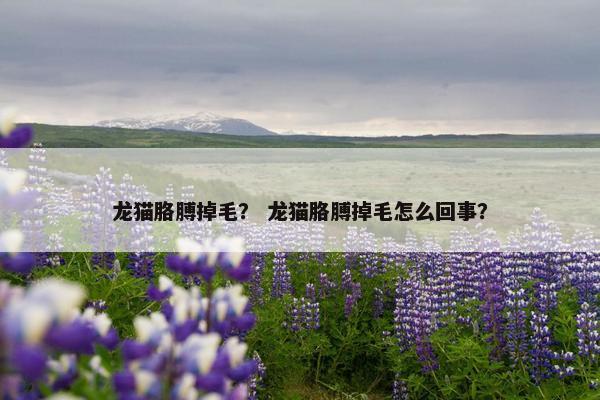 龙猫胳膊掉毛？ 龙猫胳膊掉毛怎么回事？