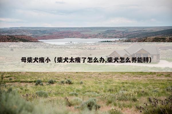 母柴犬瘦小（柴犬太瘦了怎么办,柴犬怎么养能胖）