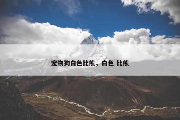 宠物狗白色比熊，白色 比熊