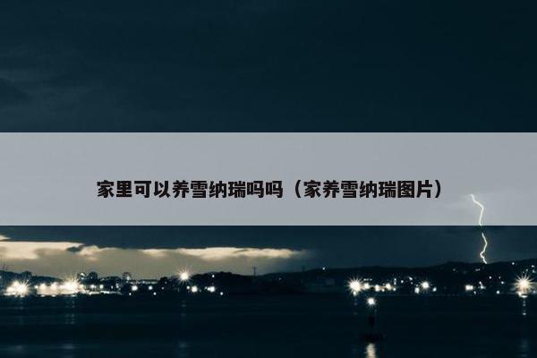 家里可以养雪纳瑞吗吗（家养雪纳瑞图片）