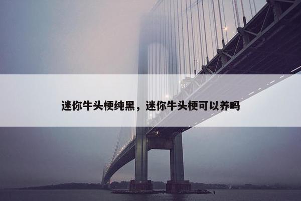 迷你牛头梗纯黑，迷你牛头梗可以养吗