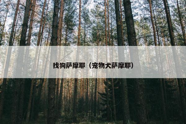找狗萨摩耶（宠物犬萨摩耶）