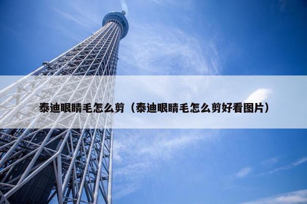 泰迪眼睛毛怎么剪（泰迪眼睛毛怎么剪好看图片）