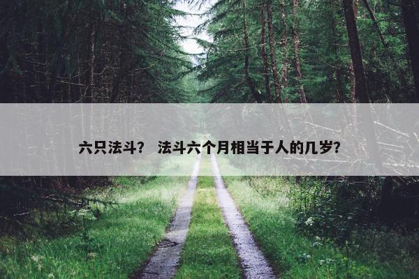 六只法斗？ 法斗六个月相当于人的几岁？