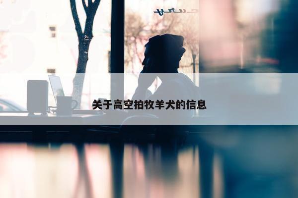 关于高空拍牧羊犬的信息