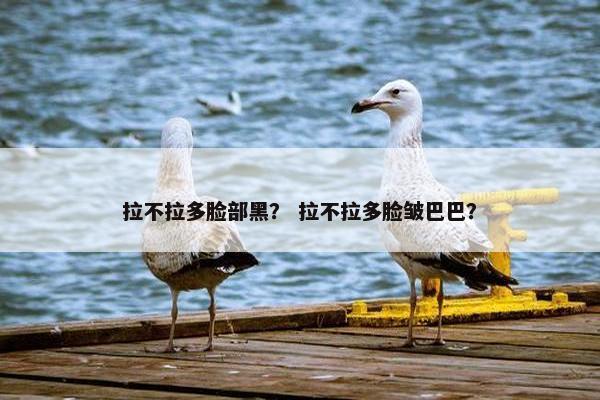 拉不拉多脸部黑？ 拉不拉多脸皱巴巴？
