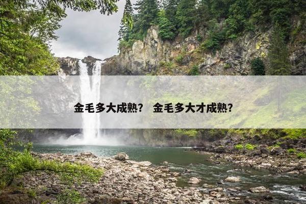 金毛多大成熟？ 金毛多大才成熟？