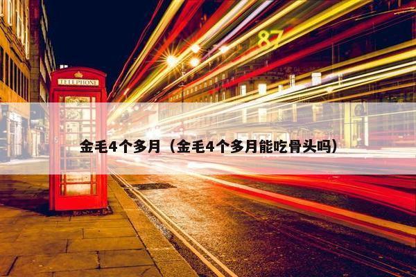 金毛4个多月（金毛4个多月能吃骨头吗）