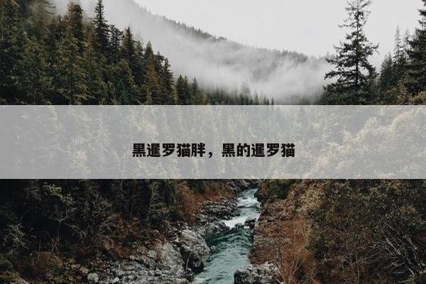 黑暹罗猫胖，黑的暹罗猫