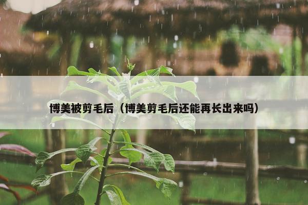 博美被剪毛后（博美剪毛后还能再长出来吗）