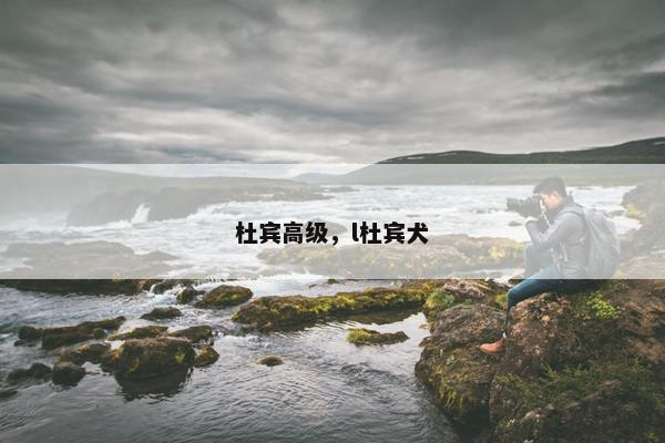 杜宾高级，l杜宾犬