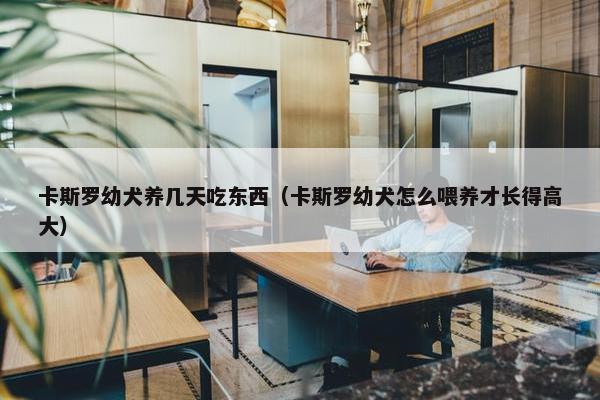 卡斯罗幼犬养几天吃东西（卡斯罗幼犬怎么喂养才长得高大）