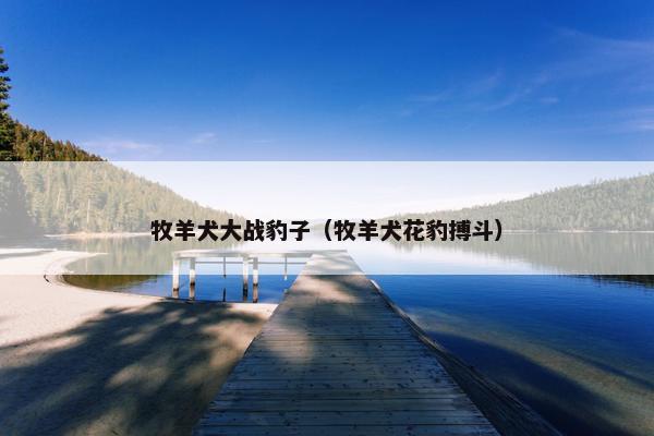 牧羊犬大战豹子（牧羊犬花豹搏斗）