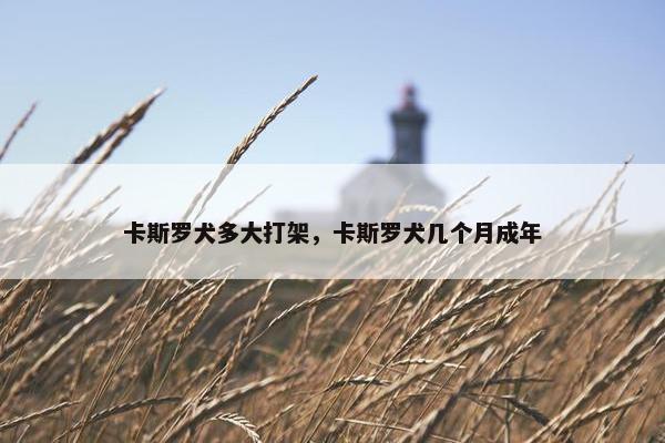卡斯罗犬多大打架，卡斯罗犬几个月成年