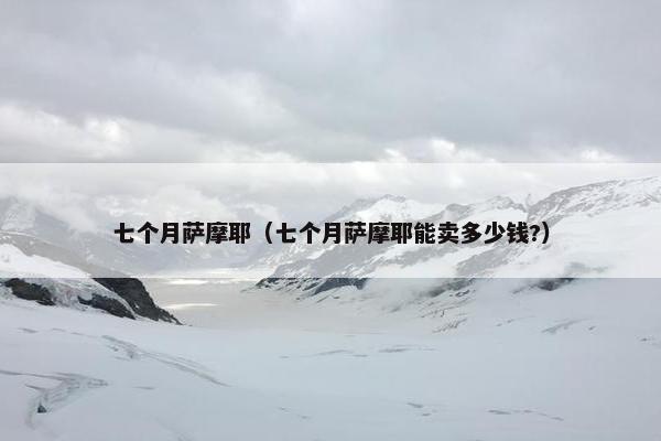 七个月萨摩耶（七个月萨摩耶能卖多少钱?）