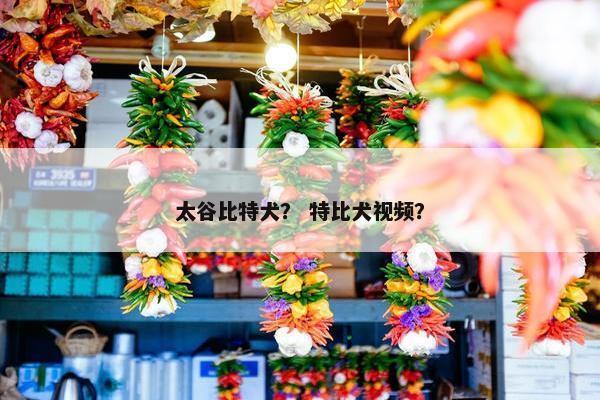 太谷比特犬？ 特比犬视频？