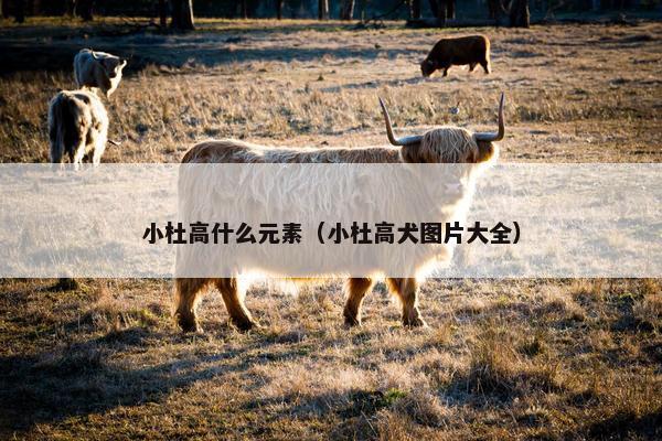 小杜高什么元素（小杜高犬图片大全）