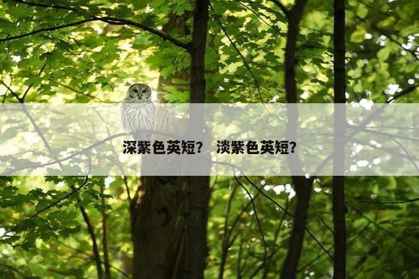 深紫色英短？ 淡紫色英短？