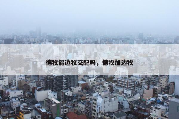 德牧能边牧交配吗，德牧加边牧