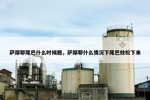 萨摩耶尾巴什么时候翘，萨摩耶什么情况下尾巴放松下来