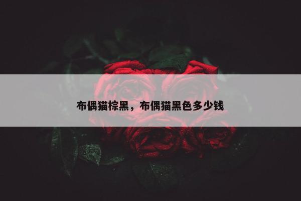 布偶猫棕黑，布偶猫黑色多少钱