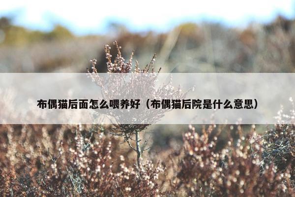 布偶猫后面怎么喂养好（布偶猫后院是什么意思）