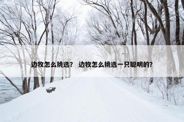边牧怎么挑选？ 边牧怎么挑选一只聪明的？