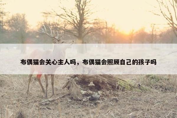 布偶猫会关心主人吗，布偶猫会照顾自己的孩子吗