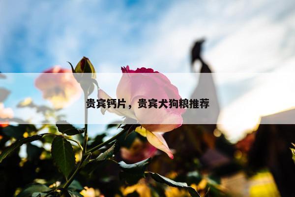 贵宾钙片，贵宾犬狗粮推荐
