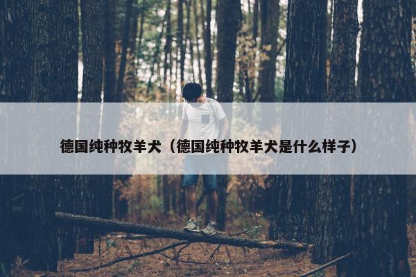 德国纯种牧羊犬（德国纯种牧羊犬是什么样子）