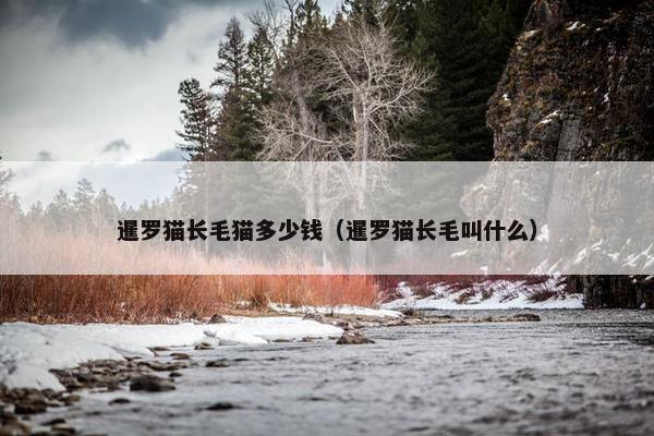 暹罗猫长毛猫多少钱（暹罗猫长毛叫什么）