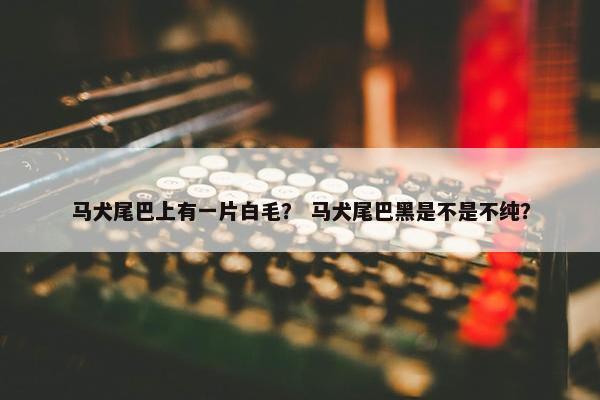 马犬尾巴上有一片白毛？ 马犬尾巴黑是不是不纯？