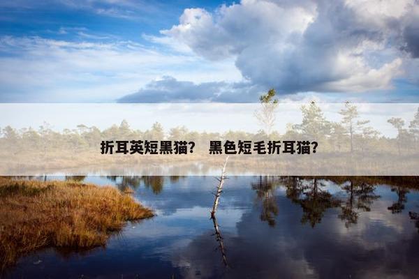 折耳英短黑猫？ 黑色短毛折耳猫？