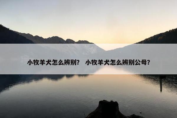 小牧羊犬怎么辨别？ 小牧羊犬怎么辨别公母？
