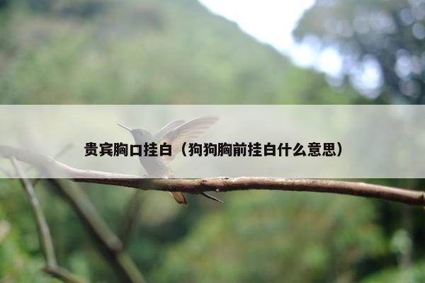贵宾胸口挂白（狗狗胸前挂白什么意思）