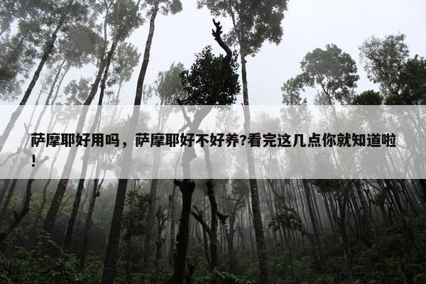 萨摩耶好用吗，萨摩耶好不好养?看完这几点你就知道啦!