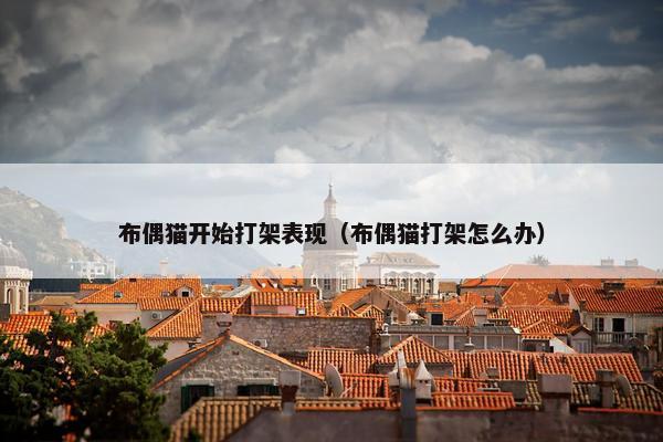 布偶猫开始打架表现（布偶猫打架怎么办）